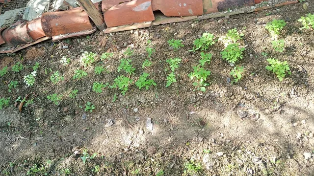 Brotes jóvenes creciendo en una franja de tierra de la huerta